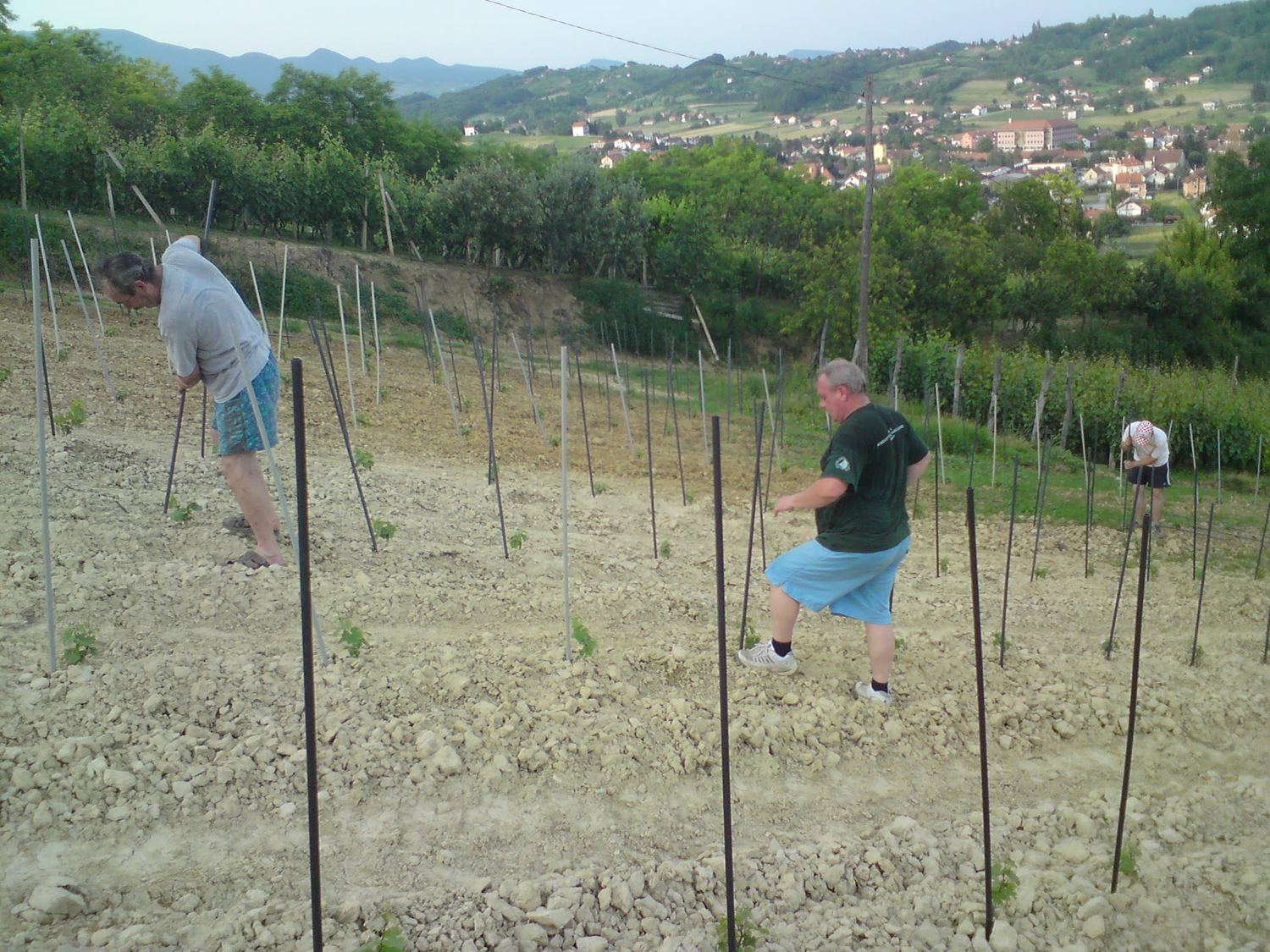 Friends helping set posts and plant the new vineyard