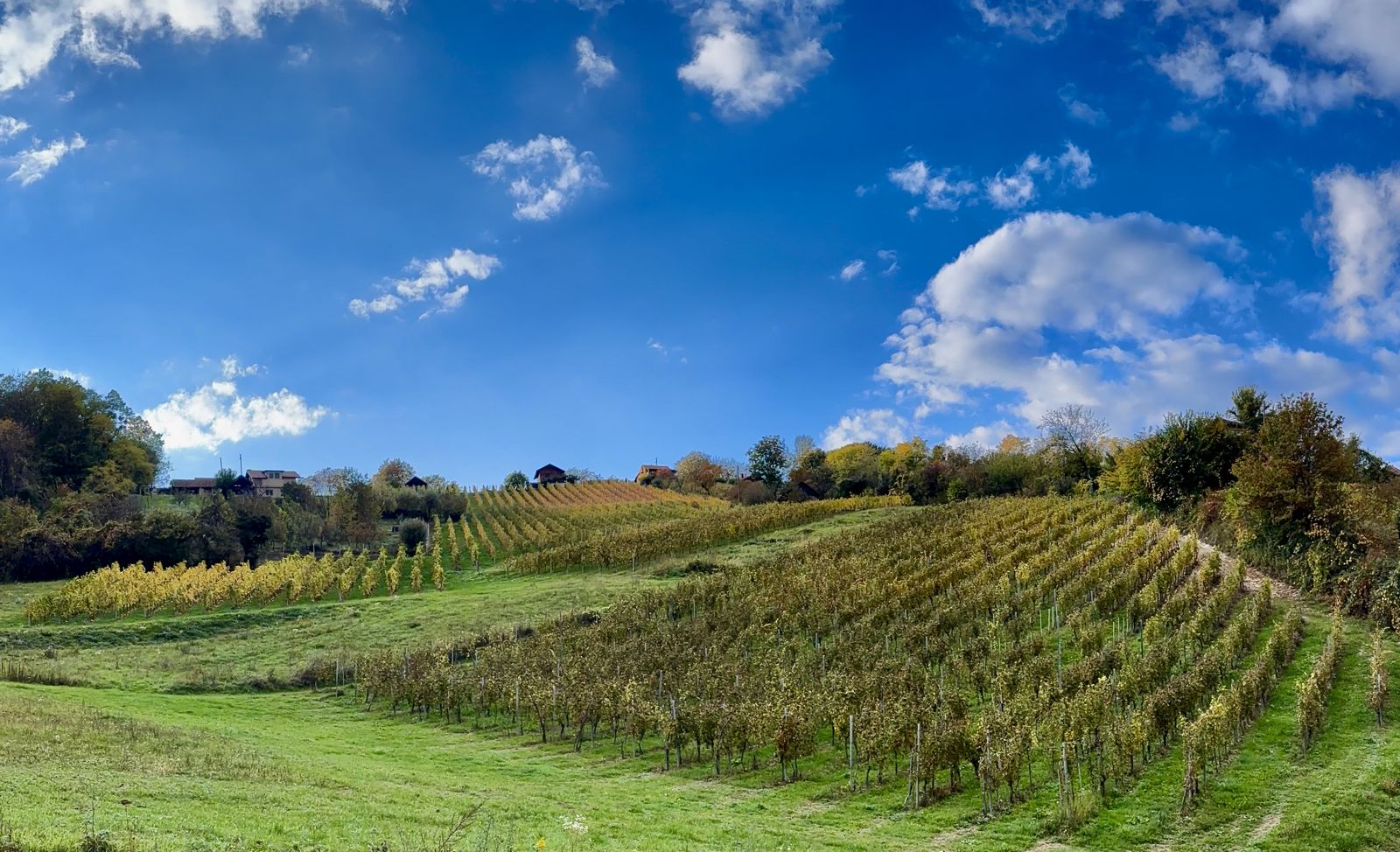 Our vineyard rows on the hillside, autumn 2025